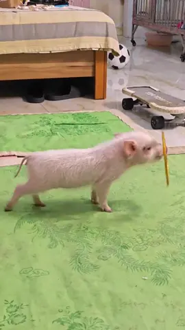 Piggy can play hula hoop!!#piggy #pig #pigtricks #funnypets #pet #cutepig #fyp #foryou #viral 