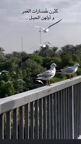 صباح التفائل.. #هيثم_يوسف #بعديش #اغاني_عراقيه #اغاني_مسرعه💥 #اغوى_كويتيين🇰🇼 #اجنبية #الاعظمية #الشعب_الصيني_ماله_حل😂😂 #اكسبلورexplore #fyp #fyp #مشاهير_تيك_توك #موسيقى 