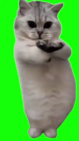 Green Screen Beat the Koto Nai Cat Meme #greenscreen #greenscreenvideo #beatthekotonai #catmemes #catmeme 