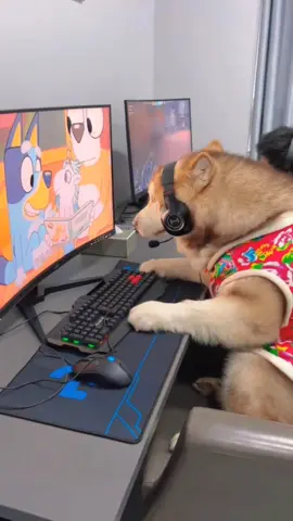 #funnyvideos #funnyanimals #dogsoftiktok #lovedog #fyp #foryou 
