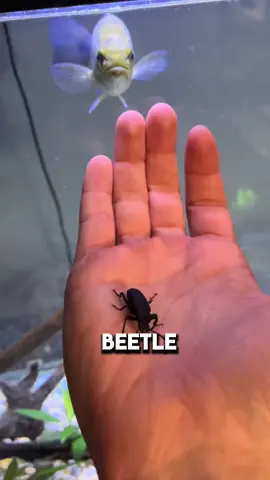 Why wouldnt he eat?#fyp #viral #abcxyz #livefeeding 