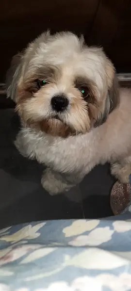 Te amo! Mas chega de fica doente, viu?!!! kkkk #shihtzu #dinheiro #familia #maedepet 