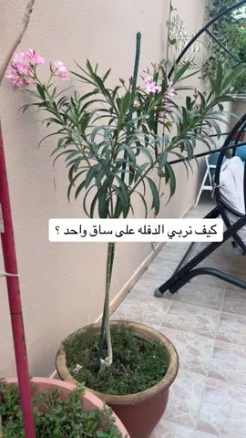 #تصميم_حدائق #نباتات_عطره #عطره #Etra #foryoupage #fyp #نباتات_داخل_المنزل #الزراعه_سهله 