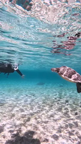 #seaturtle #turtle #ocean #underwater #okinawa #travel #beach #沖縄 #ウミガメ 