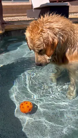 Obviously the boys favorite activity regardless of what ball it is ☺️🌴 #goldenretriever #blue #tub #goldenbros 