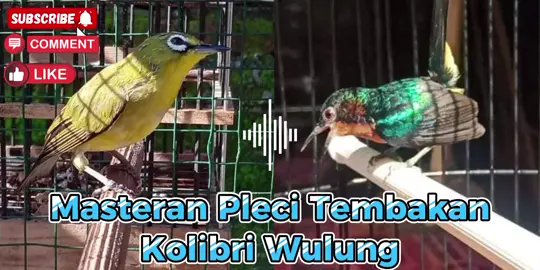 Masteran Burung Pleci Tembakan Kolibri Wulung / kowul  #kowul #kolibriwulung #plecimaniaindonesia #masteranpleci #CapCut 