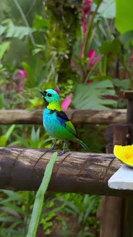 With six different colors.Green-headed Tanager(Tangara seledon).Wildlife birds.#bird 