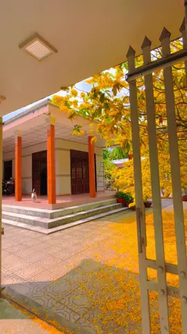 28 Tết mai vàng rộ khắp sân nhà, năm nay không cần Tết giàu sang tiền bạc, chỉ cần nhà nhà đông đủ sum vầy, mong sức khoẻ bình an là đã giàu lắm rồi ạ ☺️@ #bentrequetoi #maivangmientay #tet #2024