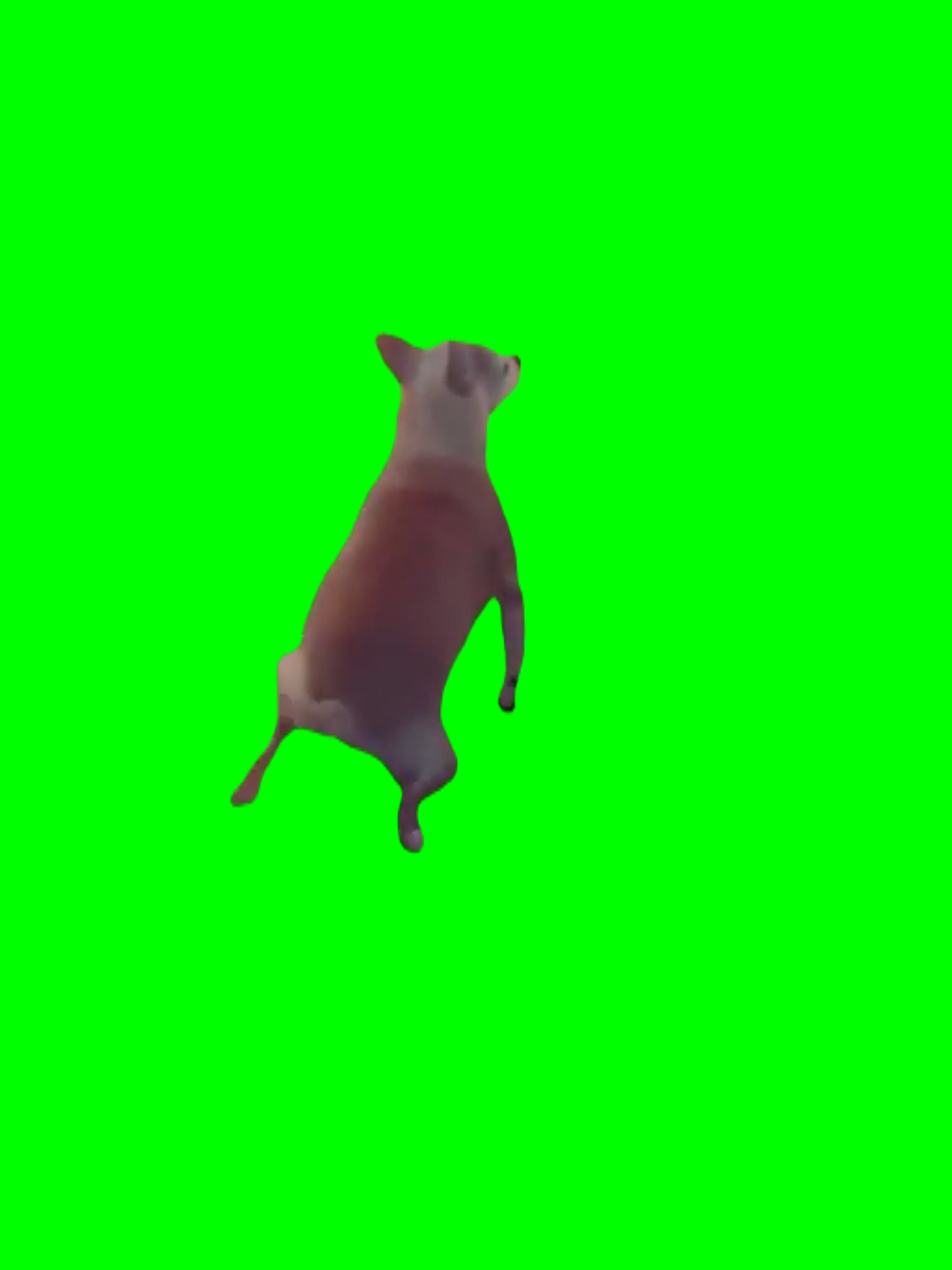 Dog Twerking Meme - Green Screen