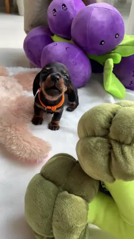 4 weeks old mini doxy calling for mummy 🥰 #dachshund #saussge #fyp #sausagedog #Love #cutepuppyvideos #dog #puppylife #life #cutedog #puppytiktok #funny #funnyvideo #miniature #dachundpuppy #cute 
