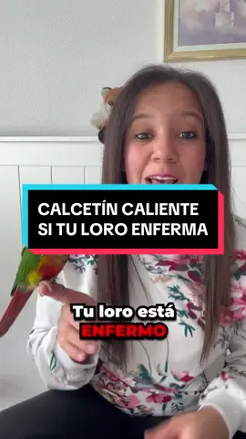 Cuando los loros enferman su temperatura corporal baja muy rápido, con éste truco evitarás que se enfríe. 🥶 ⚠️Ésto es válido para todo tipo de aves menos loros grandes que pueden romper el calcetín, aunque estando enfermas es poco probable hay que tener cuidado y colocarlo fuera del transportín si ves que lo va a romper o ingerir‼️ ⚠️El transportín SIEMPRE debe tener VENTILACIÓN 💨👀 . . . . #loros #vererinaria #eiviky #parrots #animales #mascotas 