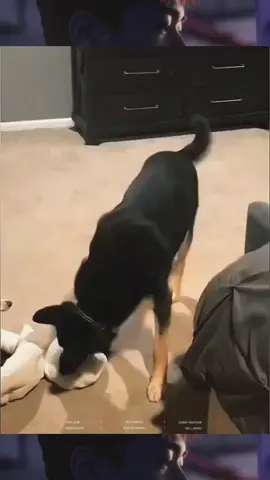 The end🤣 #cute #cat #dog #pet #funnyvideos #fyp 