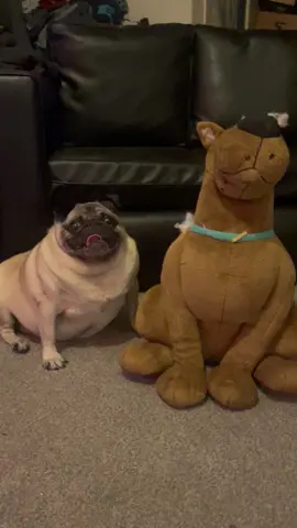 Mable the pug walkies time #pug ##pug #viralpuglife 