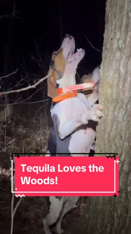 Replying to @Cat and dog lover #dogsoftiktok #hounds 