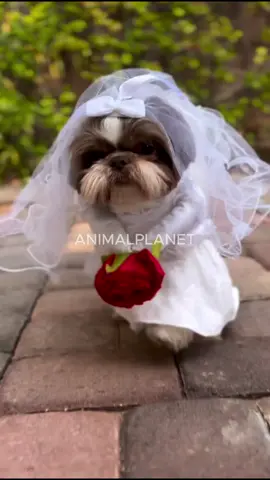 cleitinho não conseguiu comparecer no casamento do boca de sacola #cachorro#fuunyvideo#pets#fyp 