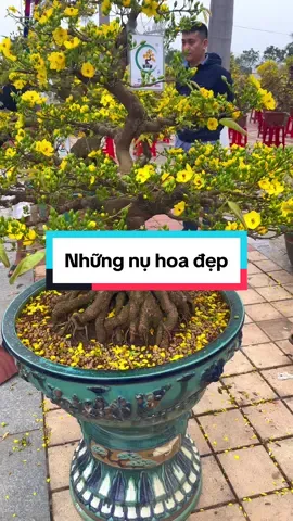 Những nụ hoa mùa xuân #bonssai #bonsai #maivangbinhdinh #maixuan #maitet 