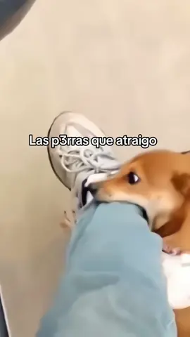 También me persiguen #humor #motos #trend #fpy #perros #moteros #CapCut #parati #scooter #mordida 