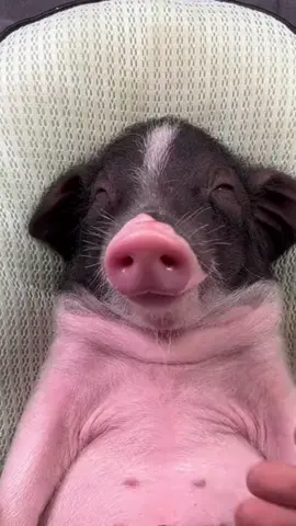 Dậy đi trời #thucung #dangyeu #dethuong #petcute #khoanhkhacdangyeu #heo 