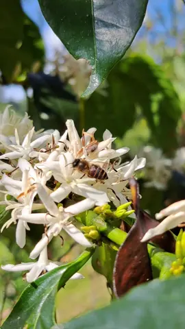 Lebah madu di bunga kopi yang sedang bermekaran.  . Nektar dan serbuksari yang terkandung dalam bunga ataupun tunas muda menjadi daya tarik lebah untuk sumber karbohidrat dan protein yang pada prosesnya menghasilkan madu. Maka kandungan dan citarasa madu yang dihasilkan oleh lebah akan sangat tergantung pada jenis bunga yang diperoleh oleh para lebah. . #kopigayo #kopi #coffee #bee #farm #coffeefarm #specialty #specialtycoffee 