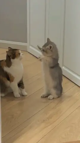 😿 #cat #catsoftiktok #fypシ゚viral #foryou #funnycat #cutecat 