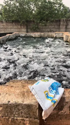 Don’t be😀 #CapCut #livestock #trending #eggs #poultry #poultryfarming #tiktok #supreme #fish #fishfarming #life 