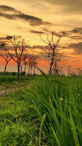 MasyaAllah indahnya pemandangan di sawah sore hari.