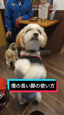 【僕の長い脚の使い方】 このためにこれで生まれてきたのだ！ #犬 #多頭飼い #ミックス犬 #マルシーズー #シーズー #マルチーズ #dog #mixdog #malshih #shihtzu #maltese #dogmeme #pet #cutedog #funnydog 