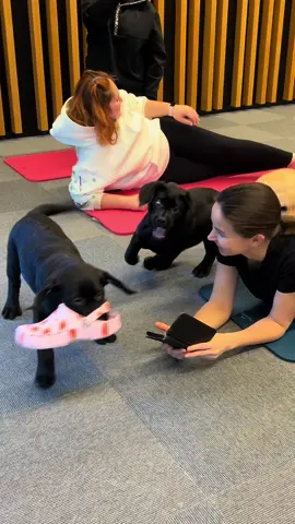 The BEST day in the office is when Puppy Yoga Lietuva arrives 😍 #office #work #puppy #puppyogalietuva #puppyyogalietuva #yoga #lietuva #lietuvatiktok #fyp #fypシ゚viral #viral #rek #labrador #labradorretriever #labradorpuppy #labradorsoftiktok 