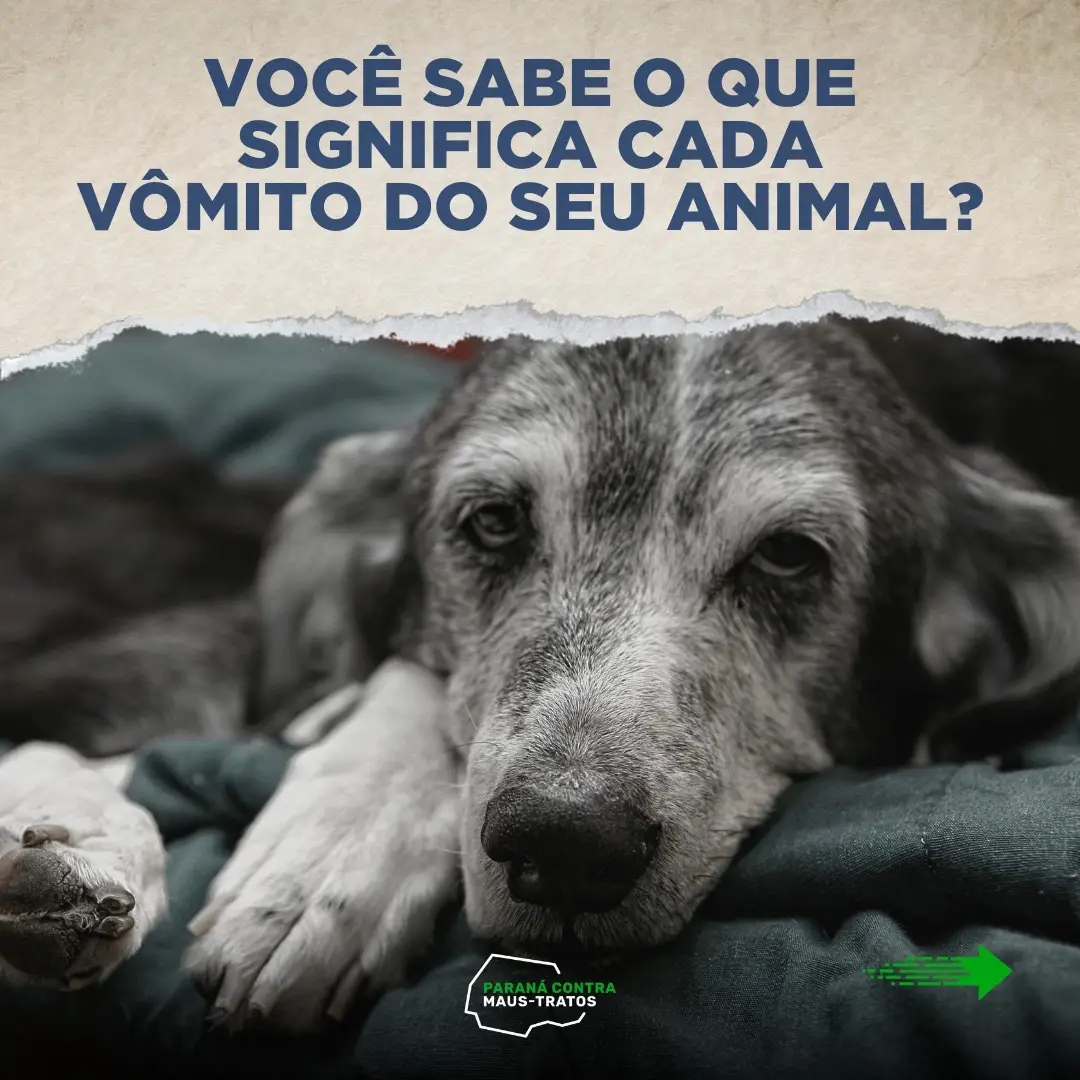 Pode não parecer, mas essa coloração pode dizer muito sobre a saúde do seu pet. Precisamos ficar atentos com as tonalidades, pois dependendo de cada situação, a vida do seu companheiro pode estar em risco. As informações dessa postagem são para fins de curiosidade e alerta, qualquer tipo de vômito deve-se contatar um veterinário. Seu pet já passou por alguma situação parecida?