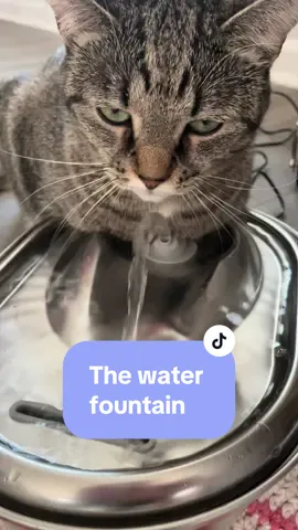 Have you ever seen anyone look less interested in hearing anything #catsoftiktok #cattok #catlover #tabbycat 