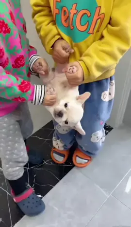 It's Lunar New Year, let's slaughter pigs together#Countdown #2024 #happynewyear #frenchie #baby #cute 