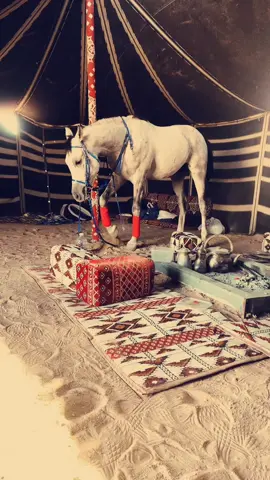 #صدام🔥🔥 #هاشتقات_اللشيوخ #مشالله_تبارك_الله #اكسبلور #خیل_وخیالە🐎 