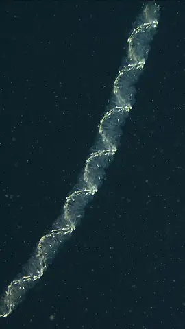 Siphonophore or salp chain?  You may have seen a recent video of a kayaker coming across a long, gelatinous animal. Many of the comments identified the animal as a siphonophore, but it is actually a salp! Salps are gelatinous animals that live in the open ocean, but are closely related to the 