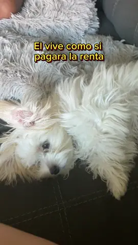 El si vive la vida😂