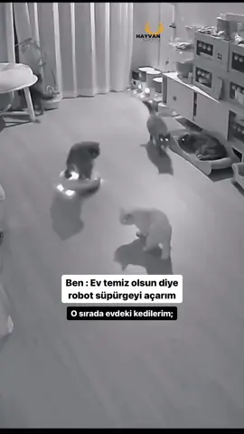 🐱 : Süpürsün işte sanki engel oluyoruz…