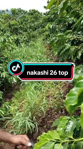 #roçadeira #roçando #roça #trabalhando #café 