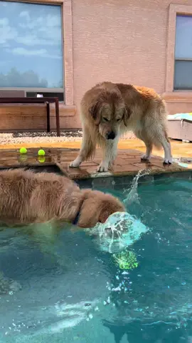 Sometimes the ball gets broken and gloats in the middle of the pool. #dog #tub #blue 