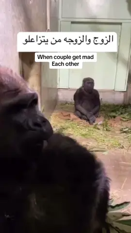 When couloe get msd at each orher 🤣  @Somar @Somar @Somar #somaral #foryou #fyp #viral #trend #account #tiktok #animal #couple #wildanimals #gorilla 