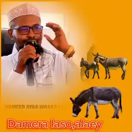 sheekh Abuukar xasan maalin 