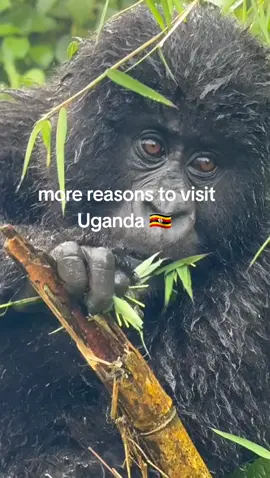 amazing moments in Bwindi  , , , , , #hotsprings #nature #travel #travelphotography #photography #iceland #roadtrip #onsen #Love #hotspring #adventure #Hiking #yellowstonenationalpark #travelgram #trip #japan #vacation #arkansas #yellowstone #mountains #wanderlust #naturephotography #instagood #spa #explore #relax #Summer #beautiful #landscape #photooftheday 