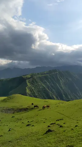 Horses #fyp #toraja #tebingromantistanatoraja #kendenan #torajasulawesiselatan 