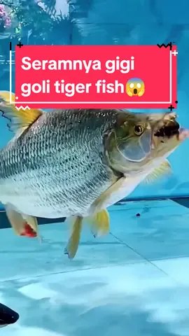 Seramnya gigi goli tiger fish.... 🎥 By IG : ANDRELUISOLI #Africantigerfish #africangoliathtigerfish #goliathtigerfish #ikanpemakanburung #goldendoradoflyfishing #goldendoradofish #goldendoradofishing #monsterfish #bigfish #jumbofish #biggerfish #giantfish  #ikanjumbo #ikanbesar #ikanmonster #ikanraksasa  #fyi #fyp #fypage #fypkalsel #fypシ #fypシ゚viral #YT #ytshorts #youtubeshorts #shorts #shortsvideo