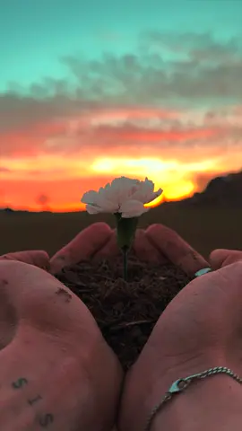 Flower Reverse Effect 🔁🌼 #sunset #photography #creative 