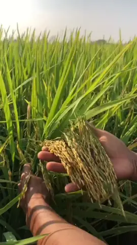 petang kemarin hujan sibaq buah segar sikit 2minggu lagi boleh tuai hasil. #mr297 #tuaipadi #fmc #dupont #bayer #syngenta #padibenih #kualalumpur #mesinpadi #angintimur #petanimuda #malaysia #padi #bendang #sawah #petani #usaha #hijaukuningnegeriku🌾 #kampung #keindahanalam #kampunghalaman #udarasegar #dji #jelapangpadingeriku🌾🌾🌾 #basf #paddy #beras 