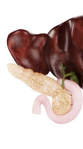 👀💡 Did you know how crucial the pancreas and bile ducts are for digestion? Dive into their anatomy with our 3D models and see what makes them so essential. #LearnAnatomy  #Pancreas  #BileDucts  #SciePro  #EduTikTok  #meded  #medical  #anatomy  #gastroenterology  #pancreas  #science  #vray  #med  #3d  #3dmodel