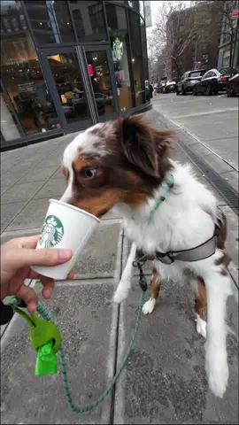 one treat make my dog walk like a human #🐕 #fyp #funny #dogtok #dogsoftiktok 