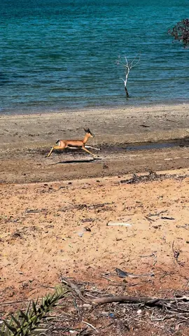 #ميحد_حمد #غزلان #بحر #جزيرة_صير_بني_ياس #الظفره #اكسبلور 