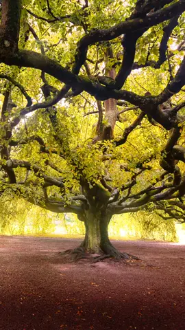 Vous connaissez tous ma passion pour la Nature et à quelques kilomètres de chez moi seulement, un arbre de 160 ans, classé monument naturel en 1932 : l’hêtre pleureur de #Bayeux.  Sa couronne étalée se démarque, préservée du contact avec le sol grâce aux soins méticuleux transmis de génération en génération de jardiniers 🧑‍🌾. Alors, aujourd’hui, je vous invite à voter pour faire de ce magnifique spécimen l'arbre européen de l'année ! Il défend nos couleurs jusqu'au 22 février à ce prestigieux concours européen !  A vos votes 🤗 👉 Rendez-vous sur treeoftheyear.org/vote (lien en bio) ⚠️ Pensez à valider votre vote par mail ⚠️ #Treeoftheyear #hêtrepleureur #votezbayeux 