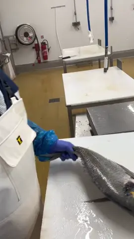 Belle daurade royale sauvage #daurade #sauvage #poissonnerie #poissons 