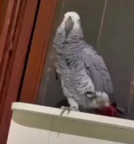 #papagei #parrot #smartphone #iphone #whatsapp #ringtone #klingelton #Meme #haha #fyp #fypシ 